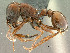  ( - SAM-HYM-30420)  @11 [ ] Copyright (2011) Nokuthula Mbanyana Iziko Museums of Cape Town