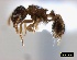  ( - ASA_IBA_SEN130306_2.)  @11 [ ] Copyright (2012) Brigitte Braschler DST-NRF Centre of Excellence for Invasion Biology, Department of Botany and Zoology, Stellenbosch University