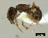  ( - ASA_J_76_13)  @13 [ ] Copyright (2013) Brigitte Braschler DST-NRF Centre of Excellence for Invasion Biology, Department of Botany and Zoology, Stellenbosch University