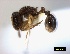  ( - ASA_BWC_TYGI70609AFTOAT715N)  @13 [ ] Copyright (2012) Brigitte Braschler DST-NRF Centre of Excellence for Invasion Biology, Department of Botany and Zoology, Stellenbosch University