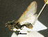  (Tetramorium rothschildi - SAM-HYM-C008694)  @11 [ ] Copyright (2012) Nokuthula Mbanyana Iziko Museums of Cape Town