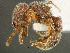  ( - SAM-HYM-C008700)  @11 [ ] Copyright (2012) Nokuthula Mbanyana Iziko Museums of Cape Town