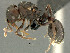  ( - SAM-HYM-C018823)  @11 [ ] Copyright (2012) Nokuthula Mbanyana Iziko Museums of Cape Town