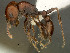  (Tetramorium glabratum - SAM-HYM-C0023291)  @15 [ ] Copyright (2012) Nokuthula Mbanyana Iziko Museums of Cape Town