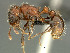  ( - HYM-C019820)  @16 [ ] Unspecified (default): All Rights Reserved  Iziko Museums Unspecified