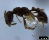  ( - ASA_IBA_KARF120306_1.6)  @12 [ ] Copyright (2012) Brigitte Braschler DST-NRF Centre of Excellence for Invasion Biology, Department of Botany and Zoology, Stellenbosch University