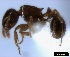  ( - ASA_IBA_SEN130306_2.2)  @11 [ ] Copyright (2012) Brigitte Braschler DST-NRF Centre of Excellence for Invasion Biology, Department of Botany and Zoology, Stellenbosch University