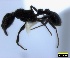  ( - ASA_IBA_TOU150309_1.7_02)  @11 [ ] Copyright (2012) Brigitte Braschler DST-NRF Centre of Excellence for Invasion Biology, Department of Botany and Zoology, Stellenbosch University