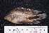  ( - FSCH140)  @12 [ ] CreativeCommons - Attribution Non-Commercial Share-Alike (2014) Rocio Rodiles Hernandez El Colegio de la Frontera Sur