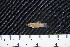  ( - FSCH149)  @11 [ ] CreativeCommons - Attribution Non-Commercial Share-Alike (2014) Rocio Rodiles Hernandez El Colegio de la Frontera Sur