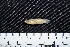  (Brachyrhaphis hartwegi - FSCH150)  @13 [ ] CreativeCommons - Attribution Non-Commercial Share-Alike (2014) Rocio Rodiles Hernandez El Colegio de la Frontera Sur