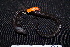  ( - FSCH174)  @11 [ ] CreativeCommons - Attribution Non-Commercial Share-Alike (2014) Rocio Rodiles Hernandez El Colegio de la Frontera Sur