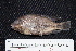  ( - FSCH87)  @11 [ ] CreativeCommons - Attribution Non-Commercial Share-Alike (2014) Rocio Rodiles Hernandez El Colegio de la Frontera Sur