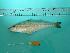  ( - SCSIO-Fish-Z711001)  @11 [ ] Unspecified (default): All Rights Reserved  Unspecified Unspecified