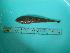  ( - SCSIO-Fish-Z711062)  @12 [ ] Unspecified (default): All Rights Reserved  Unspecified Unspecified