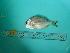  ( - SCSIO-Fish-Z711069)  @11 [ ] Unspecified (default): All Rights Reserved  Unspecified Unspecified