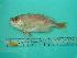  ( - SCSIO-Fish-Z711199)  @12 [ ] Unspecified (default): All Rights Reserved  Unspecified Unspecified