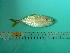  ( - SCSIO-Fish-Z711216)  @13 [ ] Unspecified (default): All Rights Reserved  Unspecified Unspecified