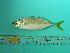  ( - SCSIO-Fish-Z711218)  @13 [ ] Unspecified (default): All Rights Reserved  Unspecified Unspecified