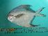  ( - SCSIO-Fish-Z711247)  @13 [ ] Unspecified (default): All Rights Reserved  Unspecified Unspecified
