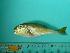  ( - SCSIO-Fish-Z711282)  @12 [ ] Unspecified (default): All Rights Reserved  Unspecified Unspecified