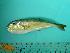  ( - SCSIO-Fish-Z711283)  @13 [ ] Unspecified (default): All Rights Reserved  Unspecified Unspecified
