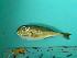  ( - SCSIO-Fish-Z711285)  @13 [ ] Unspecified (default): All Rights Reserved  Unspecified Unspecified
