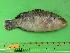  (Cheilinus undulatus - SCSIO-Fish-Z711288)  @14 [ ] Unspecified (default): All Rights Reserved  Unspecified Unspecified