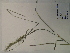  (Elymus virginicus - SEBB-1067)  @11 [ ] Copyright (2012) John Barone Columbus State University
