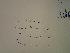  (Ptilimnium nuttallii - SEBB-269)  @11 [ ] Copyright (2012) John Barone Columbus State University