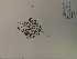  (Leucospora - SEBB-1193)  @11 [ ] Copyright (2012) John Barone Columbus State University
