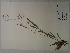  (Dichanthelium laxiflorum - SEBB-782)  @11 [ ] Copyright (2012) John Barone Columbus State University