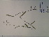 (Dichanthelium ovale - SEBB-1217)  @11 [ ] Copyright (2012) John Barone Columbus State University