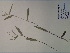  (Dichanthelium oligosanthes - SEBB-178)  @11 [ ] Copyright (2012) John Barone Columbus State University