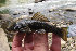  ( - CNF A3-1)  @11 [ ] CreativeCommons - Attribution Non-Commercial Share-Alike (2013) Robert J Eakins EcoMetrix Incorporated