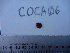  ( - COCA-06)  @11 [ ] No Rights Reserved  Unspecified Unspecified