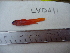  (Lythrypnus dalli - LYDA-11)  @11 [ ] No Rights Reserved  Unspecified Unspecified