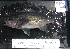  ( - VH-26)  @12 [ ] No Rights Reserved  Unspecified Unspecified
