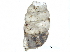  ( - BIOUG24635-G11)  @11 [ ] CreativeCommons - Attribution (2016) CBG Photography Group Centre for Biodiversity Genomics