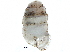 ( - BIOUG24635-G12)  @11 [ ] CreativeCommons - Attribution (2016) CBG Photography Group Centre for Biodiversity Genomics