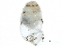  ( - BIOUG24635-H03)  @14 [ ] CreativeCommons - Attribution (2016) CBG Photography Group Centre for Biodiversity Genomics