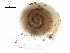  (Vallonia - BIOUG27664-F09)  @14 [ ] CreativeCommons - Attribution (2016) CBG Photography Group Centre for Biodiversity Genomics