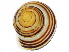  ( - BIOUG27664-H03)  @11 [ ] CreativeCommons - Attribution (2016) CBG Photography Group Centre for Biodiversity Genomics
