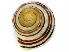  ( - BIOUG27664-H04)  @11 [ ] CreativeCommons - Attribution (2016) CBG Photography Group Centre for Biodiversity Genomics
