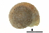  (Oreohelix strigosa - BIOUG27665-D11)  @11 [ ] CreativeCommons - Attribution (2016) CBG Photography Group Centre for Biodiversity Genomics