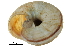 ( - BIOUG27665-E08)  @11 [ ] CreativeCommons - Attribution (2016) CBG Photography Group Centre for Biodiversity Genomics
