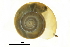  ( - BIOUG27665-F01)  @13 [ ] CreativeCommons - Attribution (2016) CBG Photography Group Centre for Biodiversity Genomics