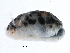  ( - BIOUG27665-G03)  @11 [ ] CreativeCommons - Attribution (2016) CBG Photography Group Centre for Biodiversity Genomics