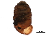  ( - BIOUG27665-G07)  @11 [ ] CreativeCommons - Attribution (2016) CBG Photography Group Centre for Biodiversity Genomics