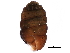  ( - BIOUG27665-G07)  @11 [ ] CreativeCommons - Attribution (2016) CBG Photography Group Centre for Biodiversity Genomics